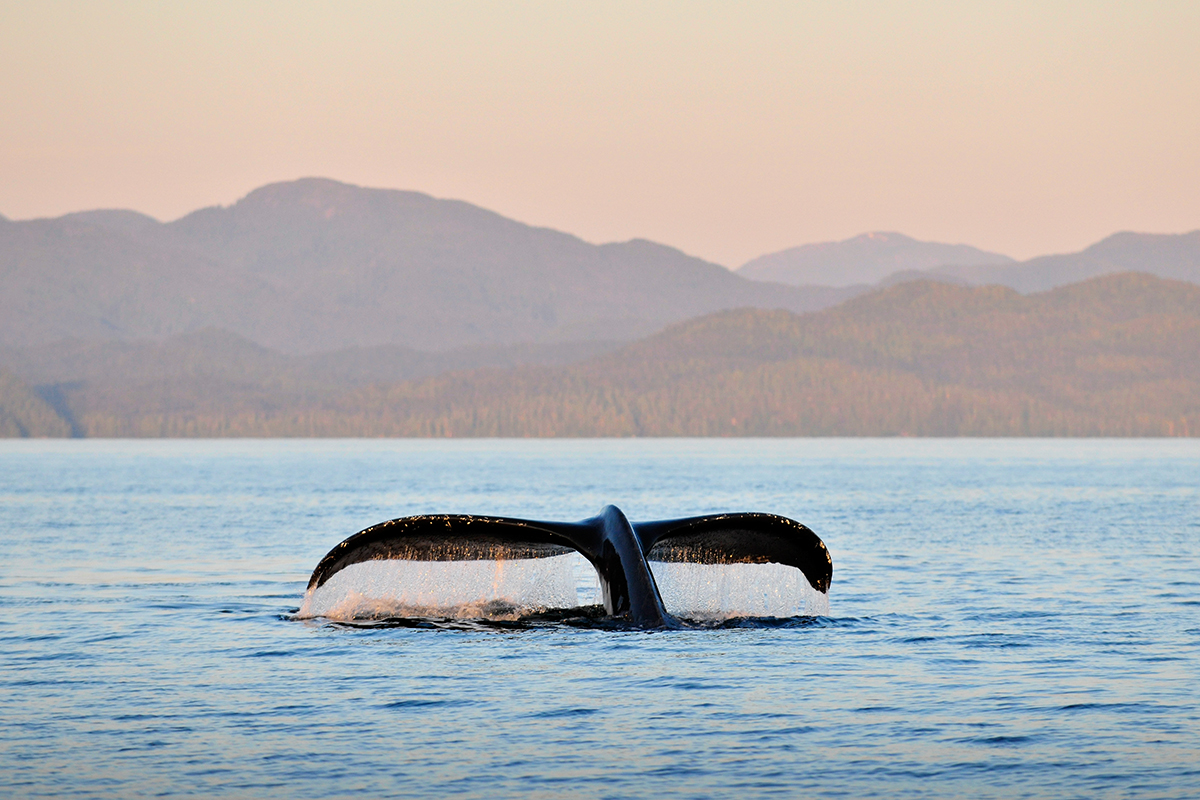 a humpback whale takes a dive into the waters off the Great Bear Coast while the sunset casts the sky in a peachy glow
